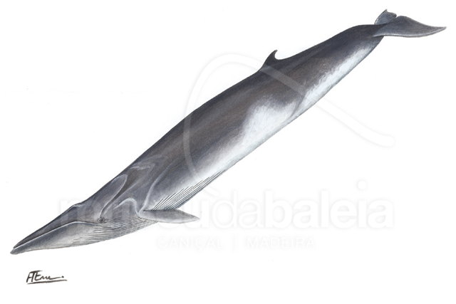 Baleia-comum
