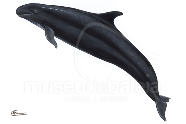Falsa-orca ou Orca-bastarda