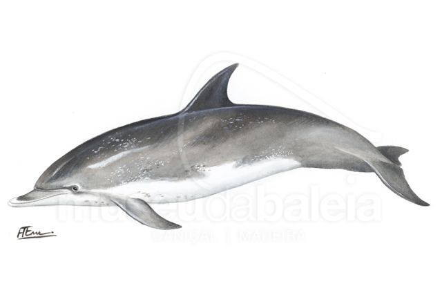 Golfinho-pintado ou Golfinho-malhado-do-atlântico